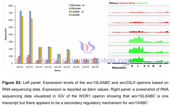 鎢:被忽略的人體健康微量營養(yǎng)素